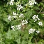 Anthriscus sylvestrisBlomma