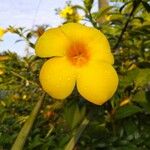Allamanda cathartica 花