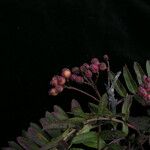 Sorbus foliolosa অভ্যাস