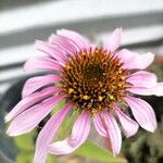 Echinacea purpureaFlower