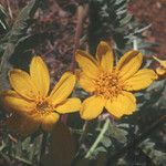 Balsamorhiza hookeri Blüte