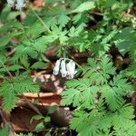 Dicentra canadensis Habitus