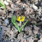 Erythronium grandiflorum Habitus