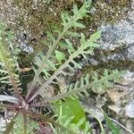 Tolpis coronopifolia Leaf