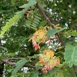 Tamarindus indica Flower