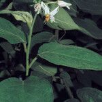 Solanum velutinum Blüte