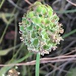 Sanguisorba verrucosa Žiedas