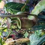 Nepenthes mirabilis 花