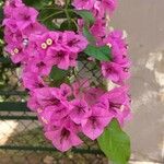 Bougainvillea glabraफूल