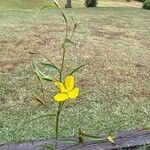 Ludwigia decurrens Flower