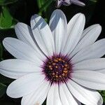Dimorphotheca jucunda Çiçek