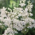 Filipendula ulmariaപുഷ്പം