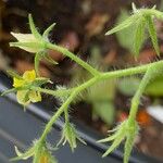 Solanum pimpinellifolium Övriga