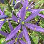 Camassia leichtlinii Flor