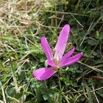 Colchicum montanum 花