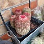 Echinocereus rigidissimus Hábitos