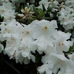 Rhododendron decorum Flor