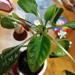 Impatiens niamniamensisList
