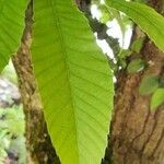 Castanea sativaपत्ता