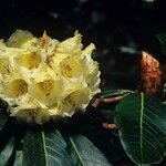 Rhododendron macabeanum Flower