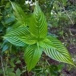 Gonzalagunia hirsuta Leaf