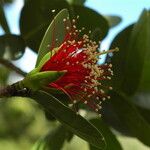 Sonneratia caseolaris Flower
