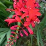 Crocosmia × crocosmiifloraFlors