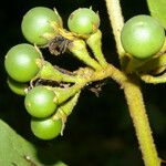 Solanum chrysotrichum Плод