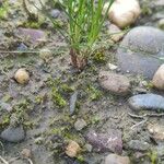 Eleocharis acicularis Hoja
