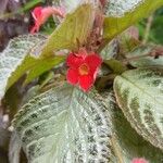 Episcia cupreata Λουλούδι