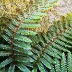Polystichum polyblepharum Hoja
