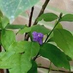 Brunfelsia pauciflora برگ