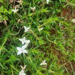 Conostomium quadrangulare Blomma