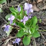 Viola hirta Квітка