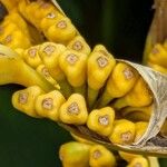 Heliconia psittacorum Blodyn