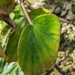 Begonia kuhlmannii Lapas