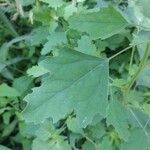 Chenopodium ficifolium Feuille