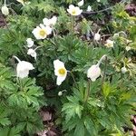 Anemone sylvestris পাতা