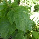 Scrophularia alpestris Leaf