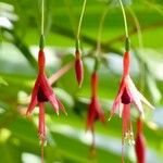 Fuchsia magellanicaFlor