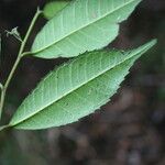 Paratrophis glabra 葉