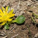 Ranunculus reptans ശീലം