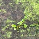 Ranunculus flagelliformis Leaf