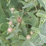 Centaurea phrygia Цветок