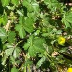 Potentilla verna Blatt