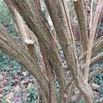 Buddleja alternifolia Bark