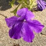 Petunia integrifolia Кветка