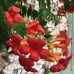 Campsis grandiflora Fula