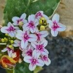 Pseuderanthemum carruthersii Fiore