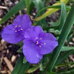 Tradescantia virginiana 花